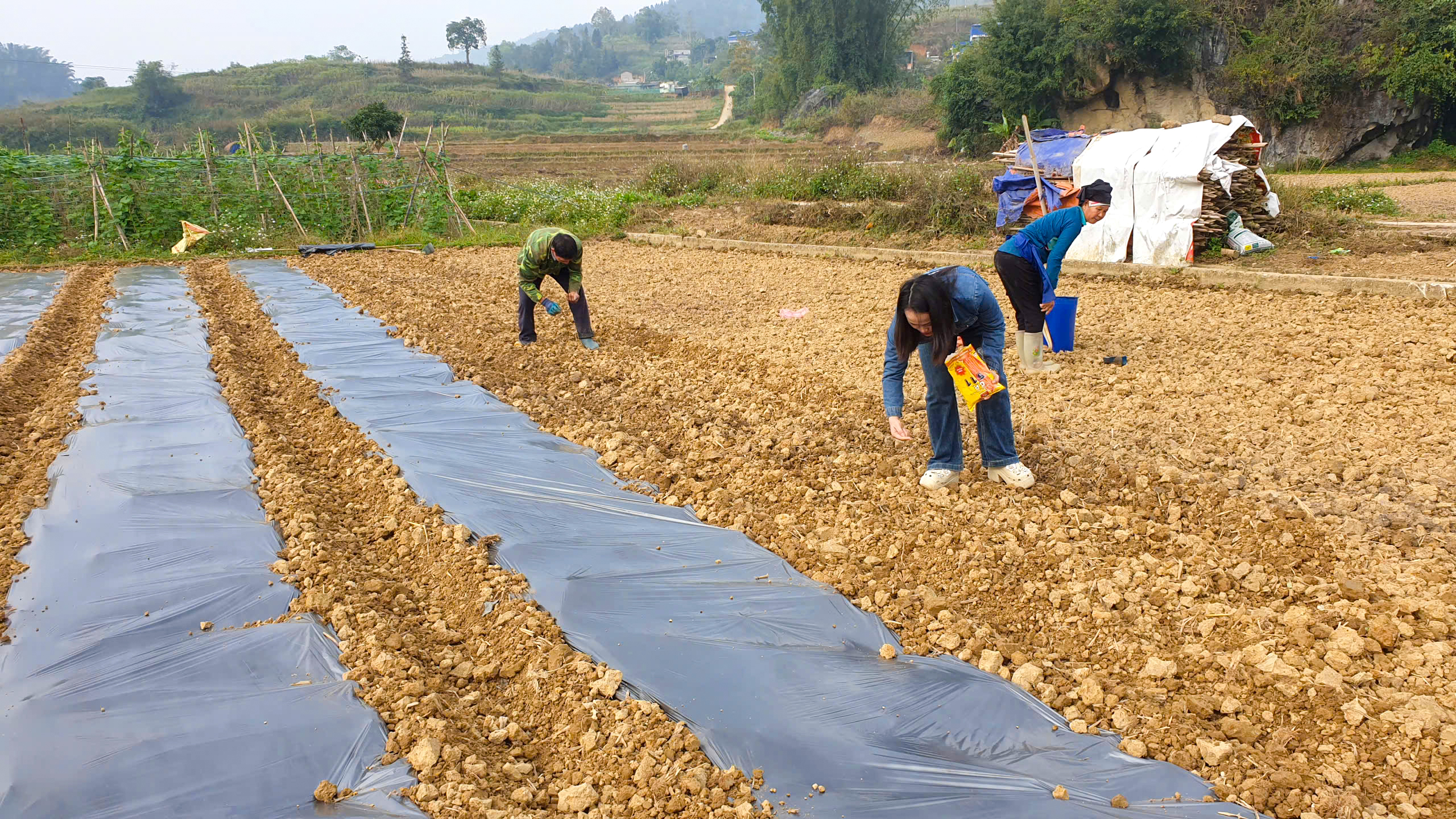 Người dân xã Bạch Đích tích cực gieo trồng xen canh ngô – bí vụ đông