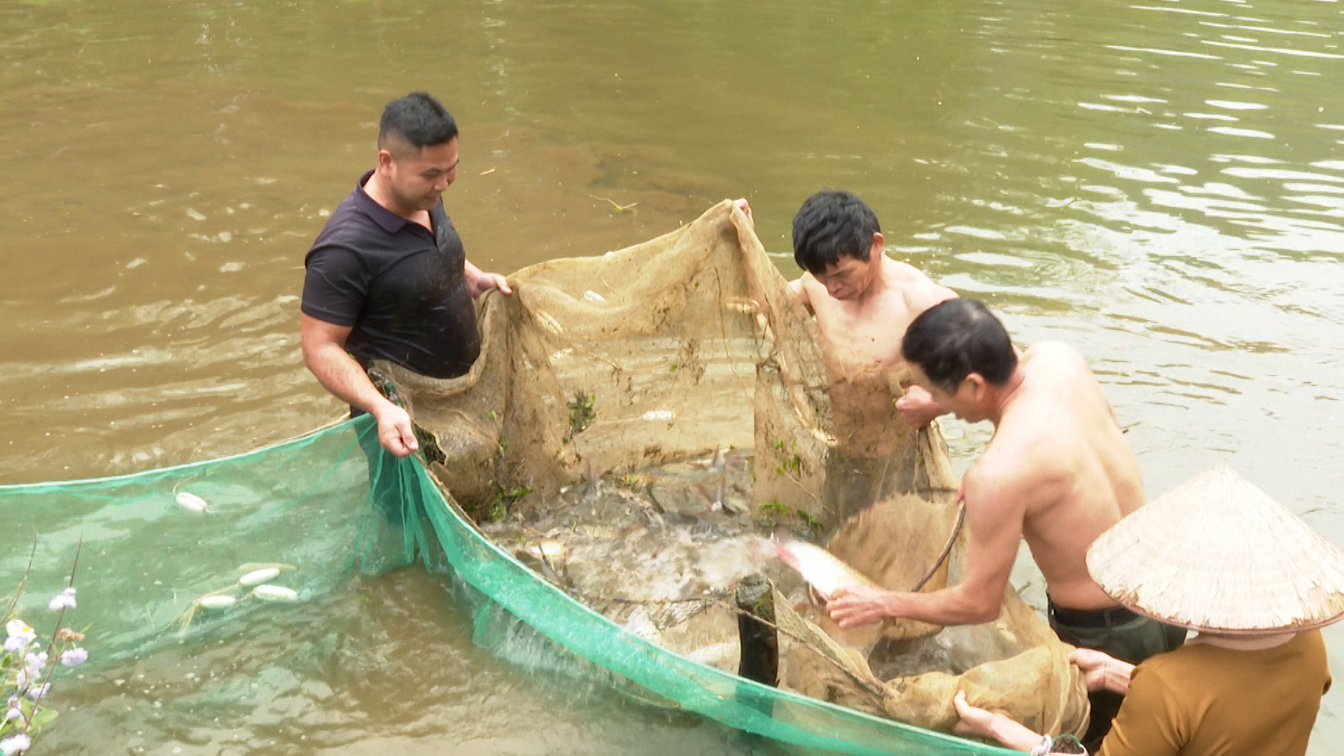 Bà con thôn Châng thu hoạch cá Bỗng xanh