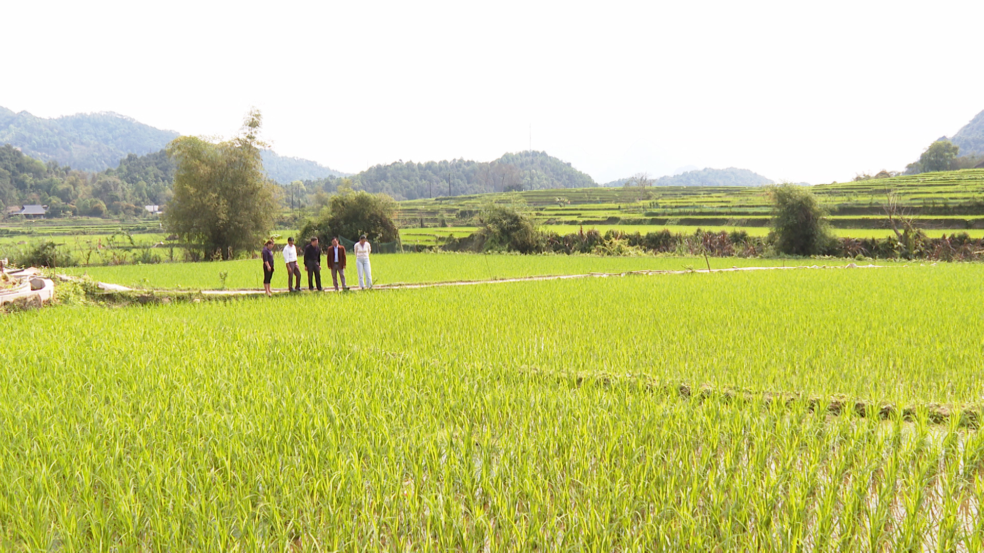 Cây lúa đang phát triển, sinh trưởng tốt