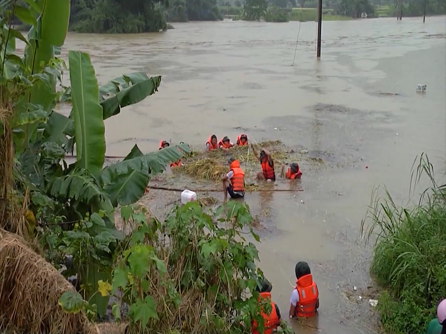 Chiến sỹ Ban chỉ huy Quân sự thành phố giúp nhân dân thu hoạch lúa chạy lũ