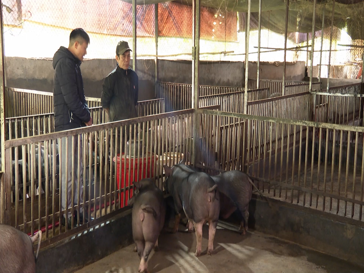 Chuồng lợn nhà ông Giang lúc nào cũng có trên 100 con lợn