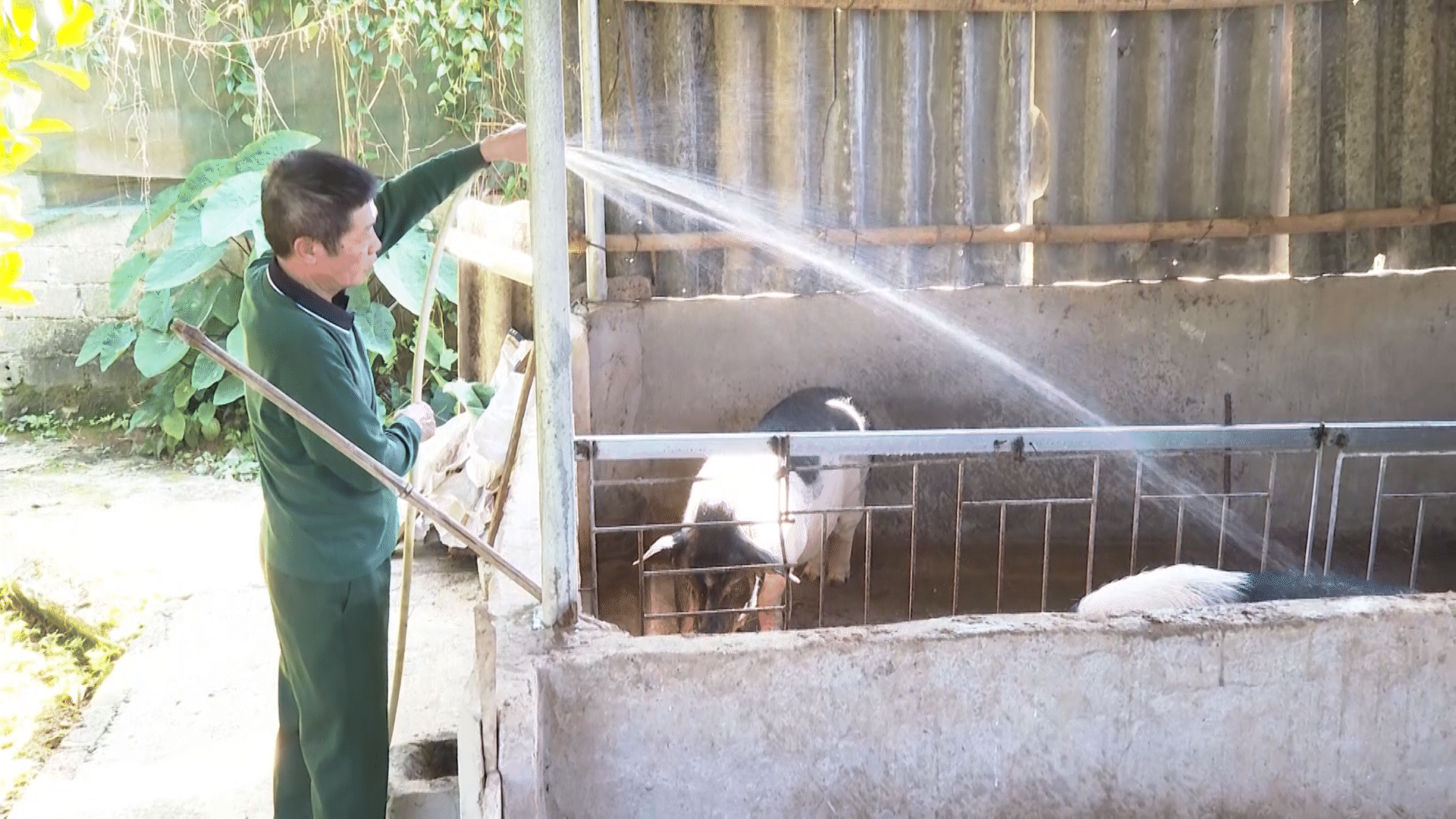 phát triển chăn nuôi