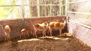 Hội viên nông dân mạnh dạn phát triển kinh tế từ mô hình nuôi hươu sao