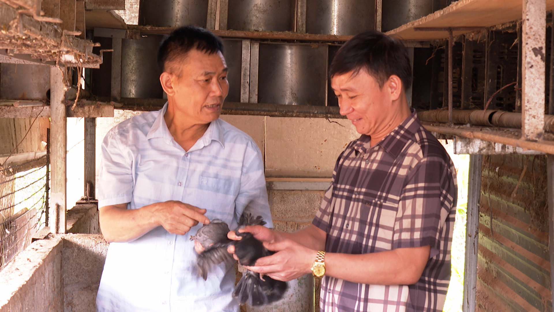 Mô hình nuôi chim bồ câu cho thu nhập ổn định