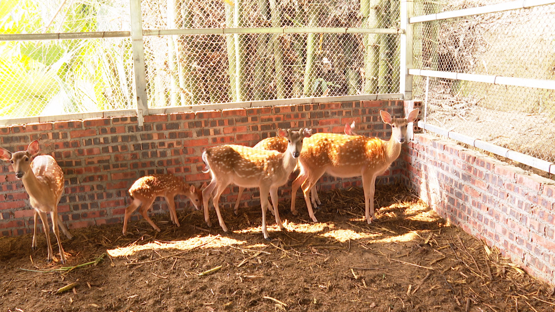 mô hình nuôi hươu sao của gia đình chị hoành