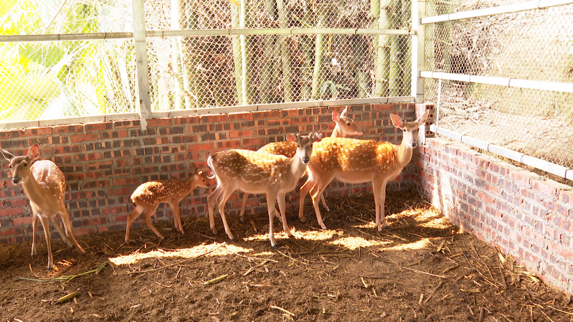 nhân rộng mô hình chăn nuôi hươu sao tại xã Phương Độ