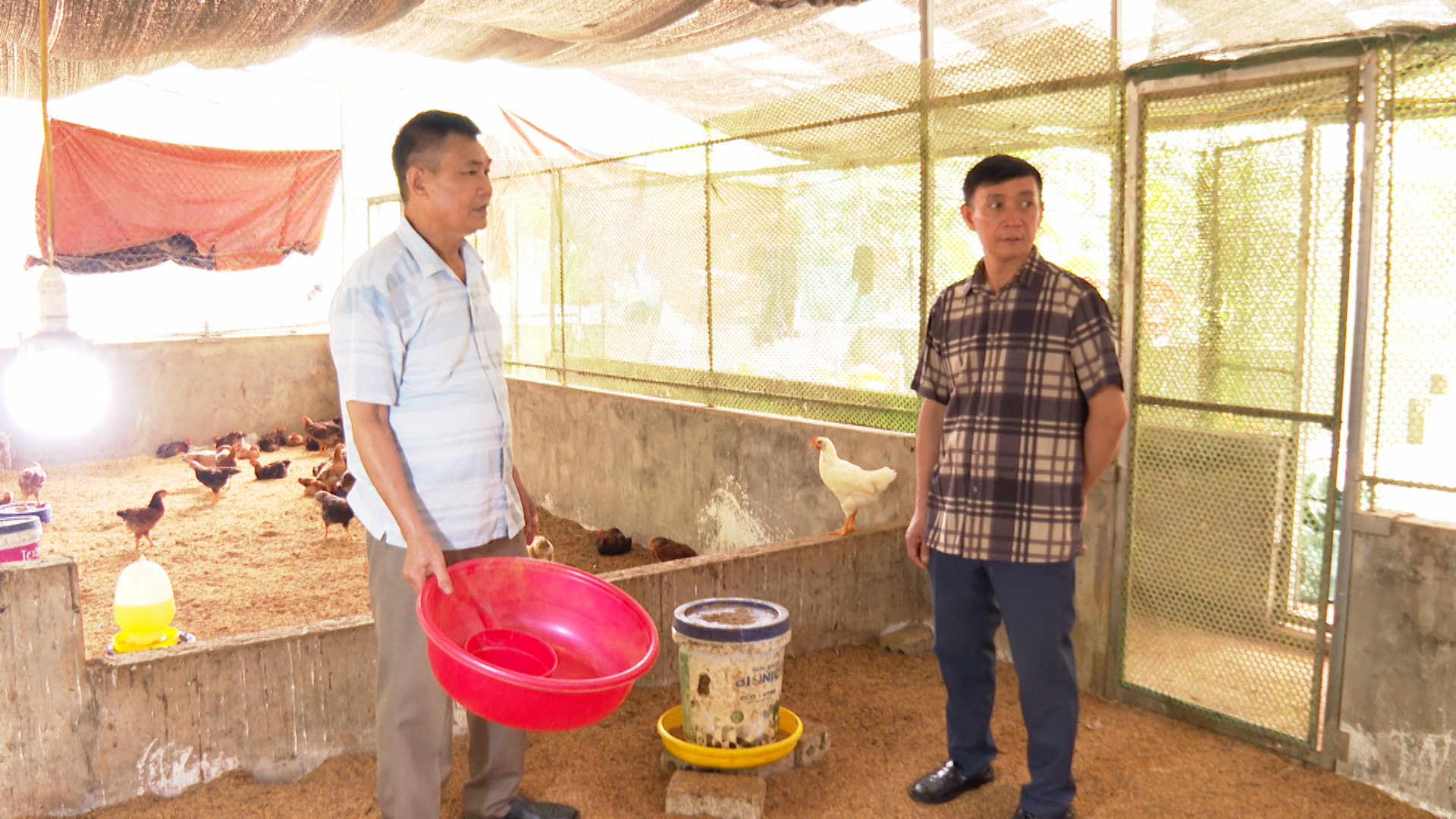 Nuôi gà nguồn thu nhập chính của gia đình ông Bình