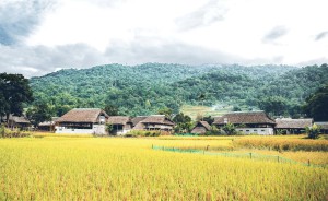 Vẻ đẹp mùa lúa chín ở thôn Tha