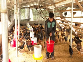 Xã Ngọc Đường tập trung nâng cao tiêu chí thu nhập trong xây dựng nông thôn mới nâng cao