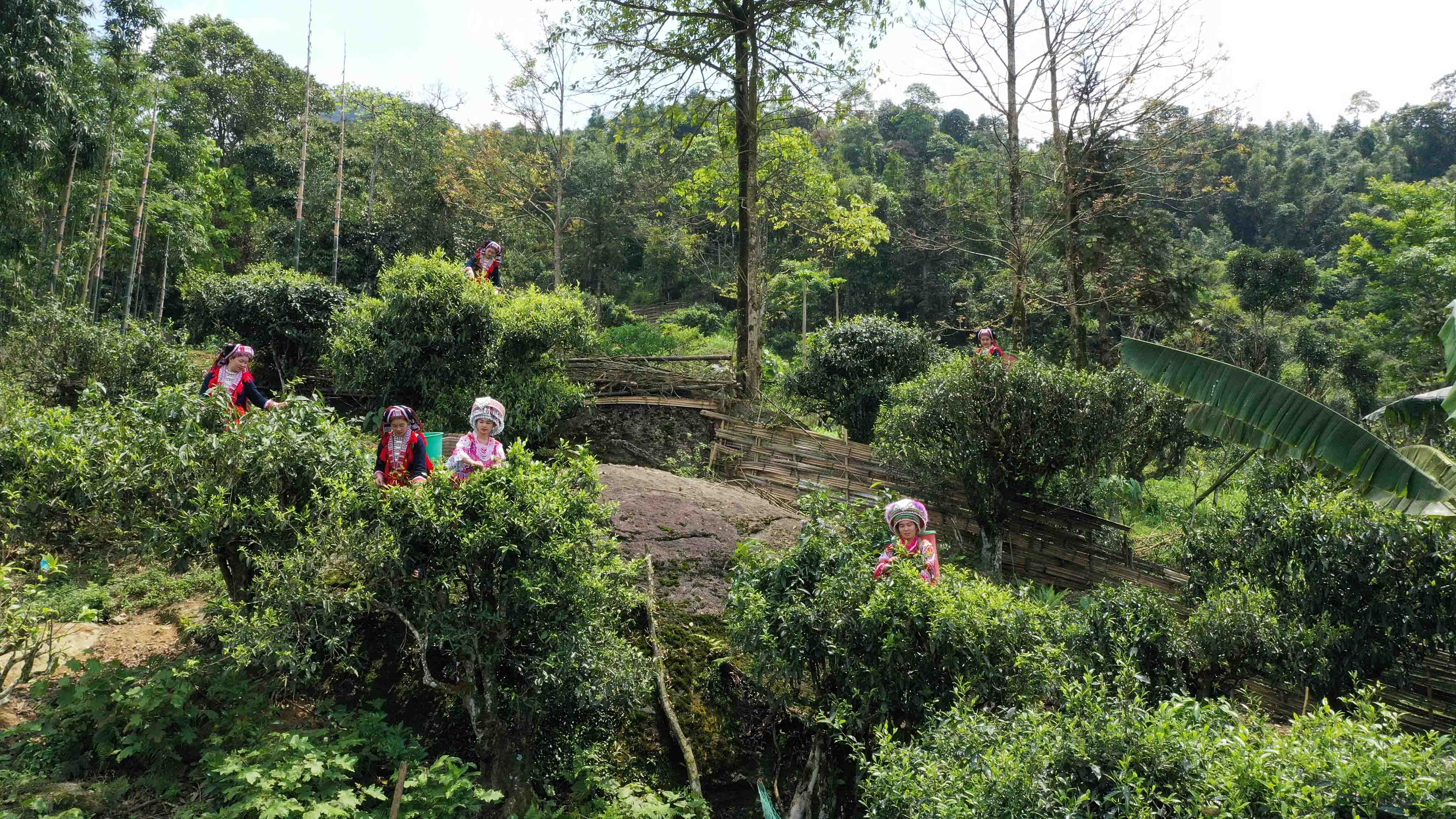 NÂNG TẦM THƯƠNG HIỆU CHÈ TỪ BẢN SẮC CỦA ĐỊA PHƯƠNG