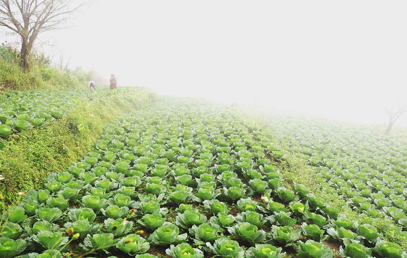 Hoàng Su Phì phát triển mạnh rau vụ đông