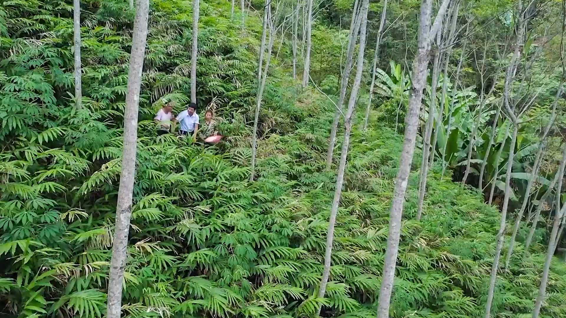 Cây sa nhân tím dưới tán rừng Hồ Thầu