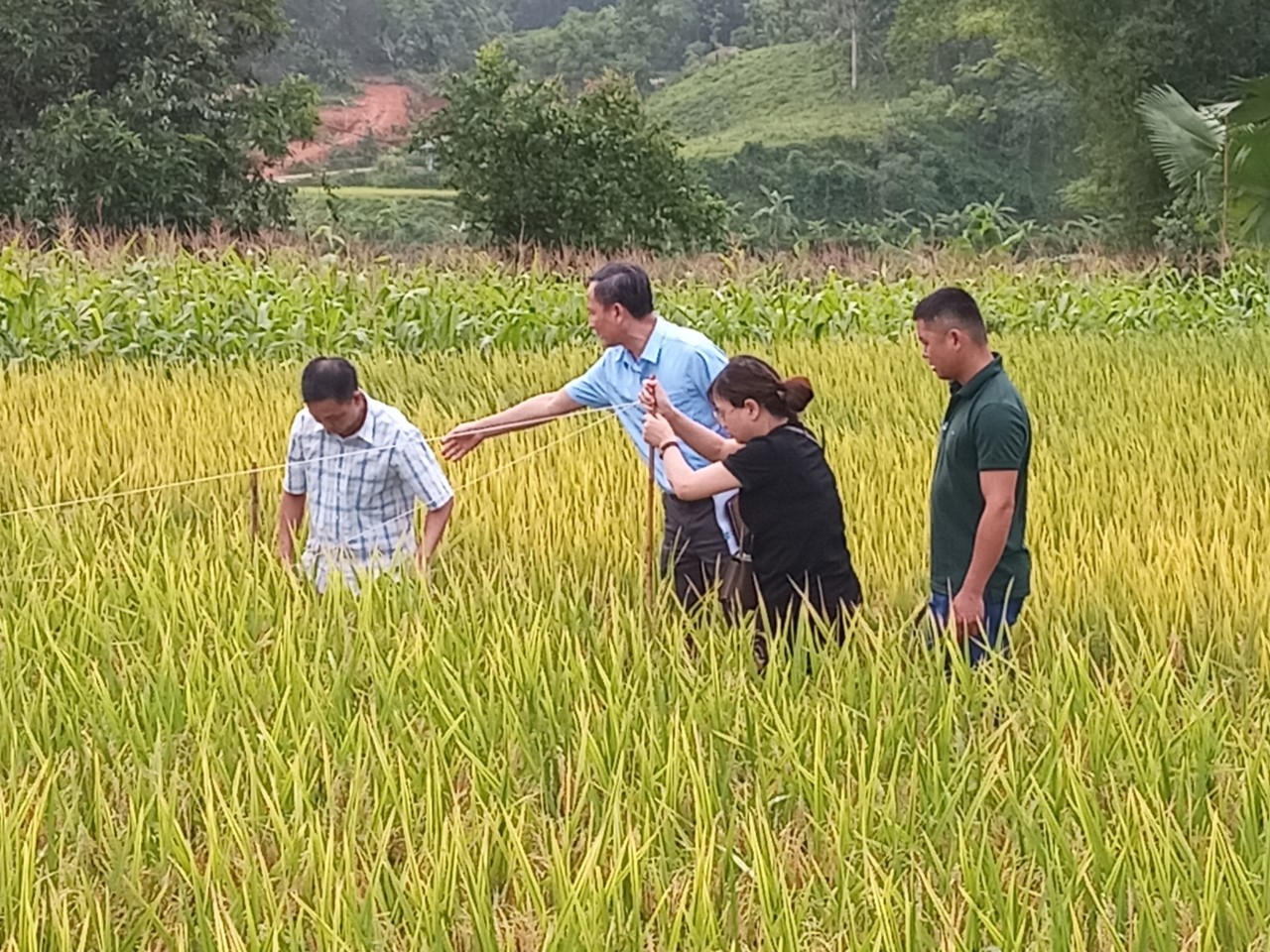 Xã Liên Hiệp tổ chức gặt thống kê đánh giá năng suất lúa vụ xuân năm 2023