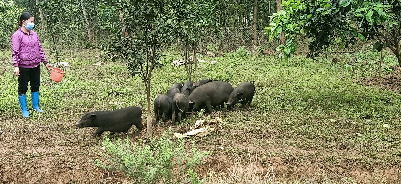 Chị Nguyễn Thị Yểng hội viên hội phụ nữ xã Linh Hồ, tấm gương làm kinh tế giỏi