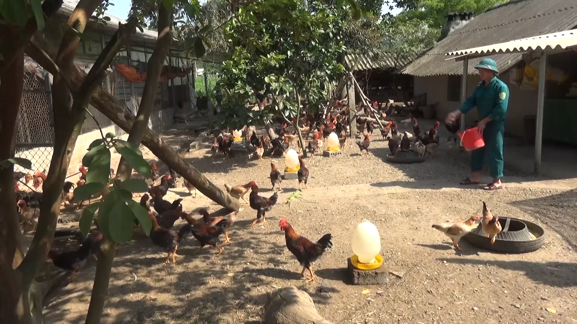 Ông Phan Văn Phong người chăn nuôi giỏi ở xã Linh Hồ