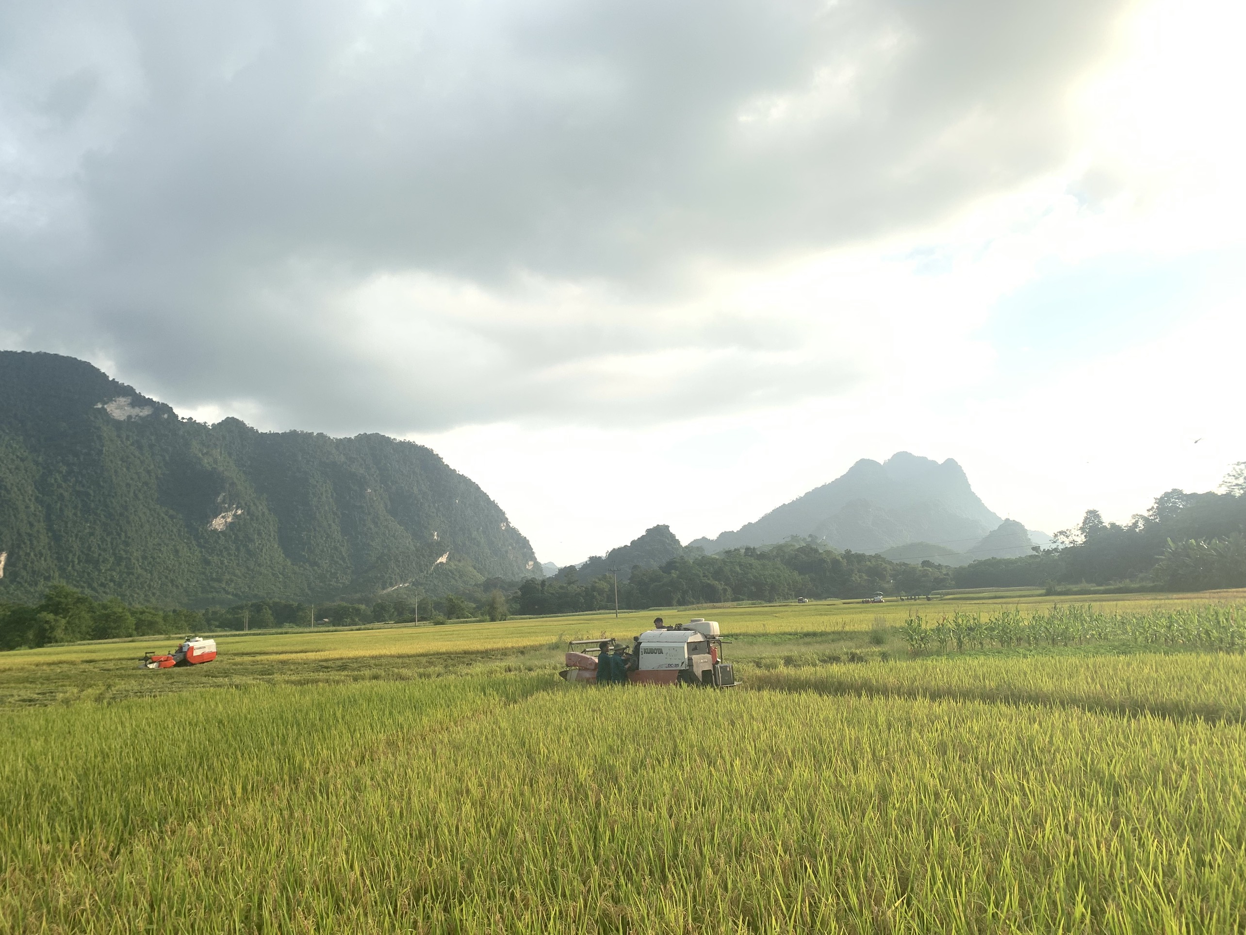 Vị Xuyên bước vào thu hoạch vụ lúa Mùa năm 2023