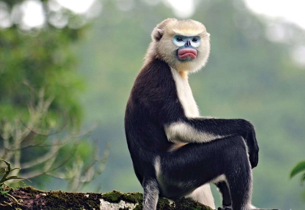 Tuyen Quang Solidifies Status as Wildlife Conservation Vanguard