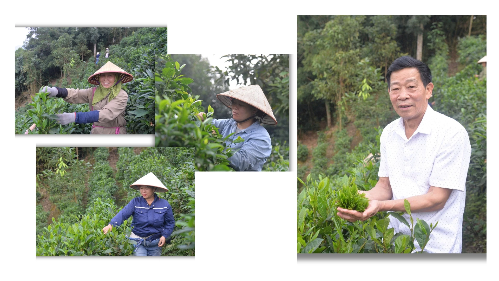 Do Khoa Tea: Preserving the essence of Shan Tuyet Tea through meticulous organic production