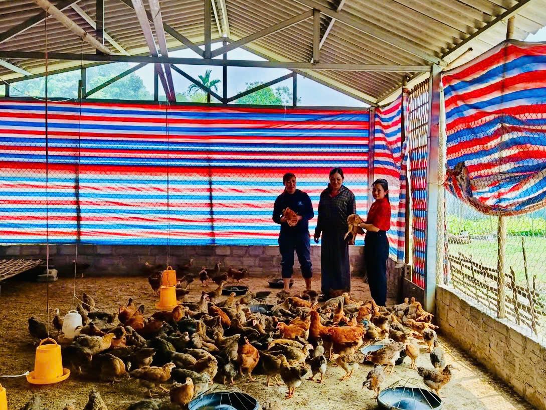 Hội viên phụ nữ Hoàng Thị Quyết thôn Tân An xã Quang Bình phát triển kinh tế hộ gia đình từ mô hình nuôi gà