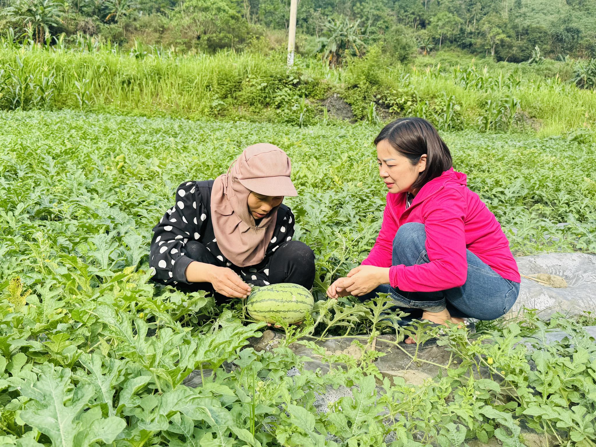 Bà con Lũng Khỏe A chăm sóc dưa hấu, kỳ vọng vụ mùa hiệu quả.