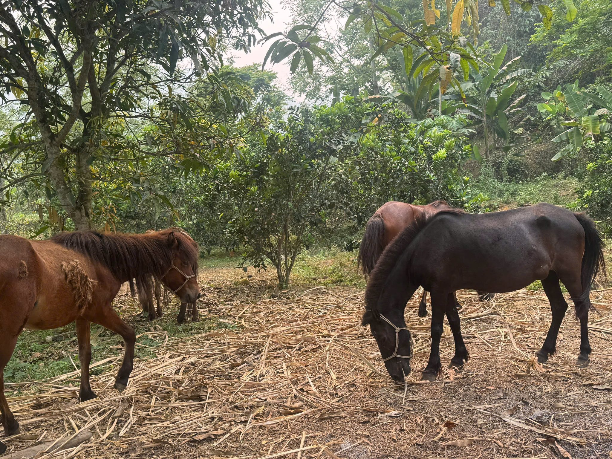 Hòa An: Tăng cường công tác kiểm tra giám sát các dự án triển khai trên địa bàn.