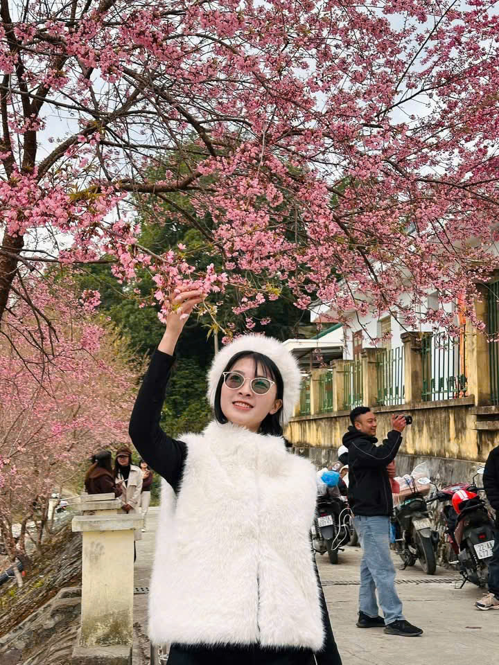 HOA MAI ANH ĐÀO LŨNG CÚ – NƠI ĐẤT TRỜI GẶP GỠ, CON NGƯỜI HÓA NÀNG THƠ BIÊN CƯƠNG 