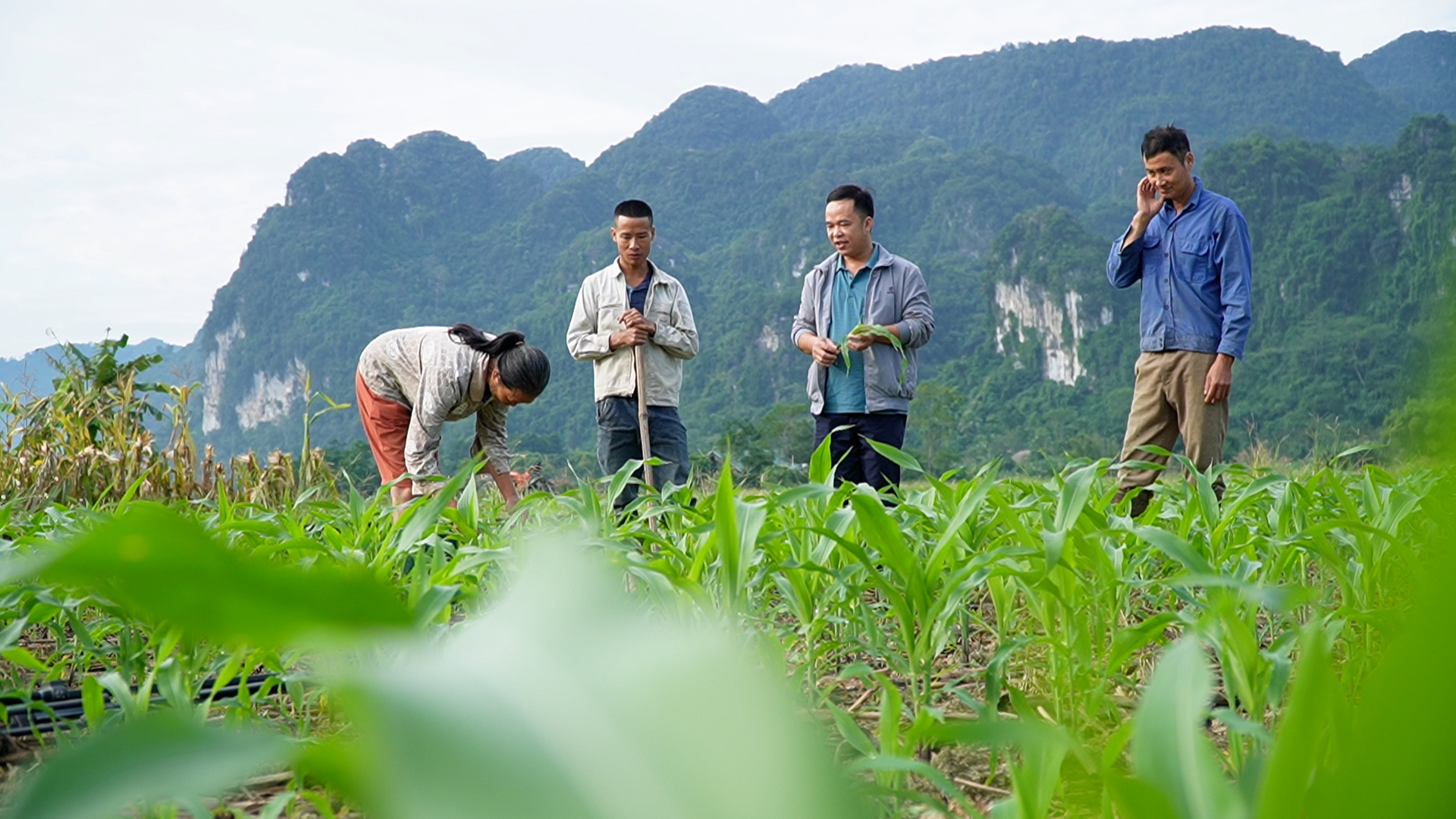 Xã Bình An tích cực chăm sóc cây trồng vụ đông
