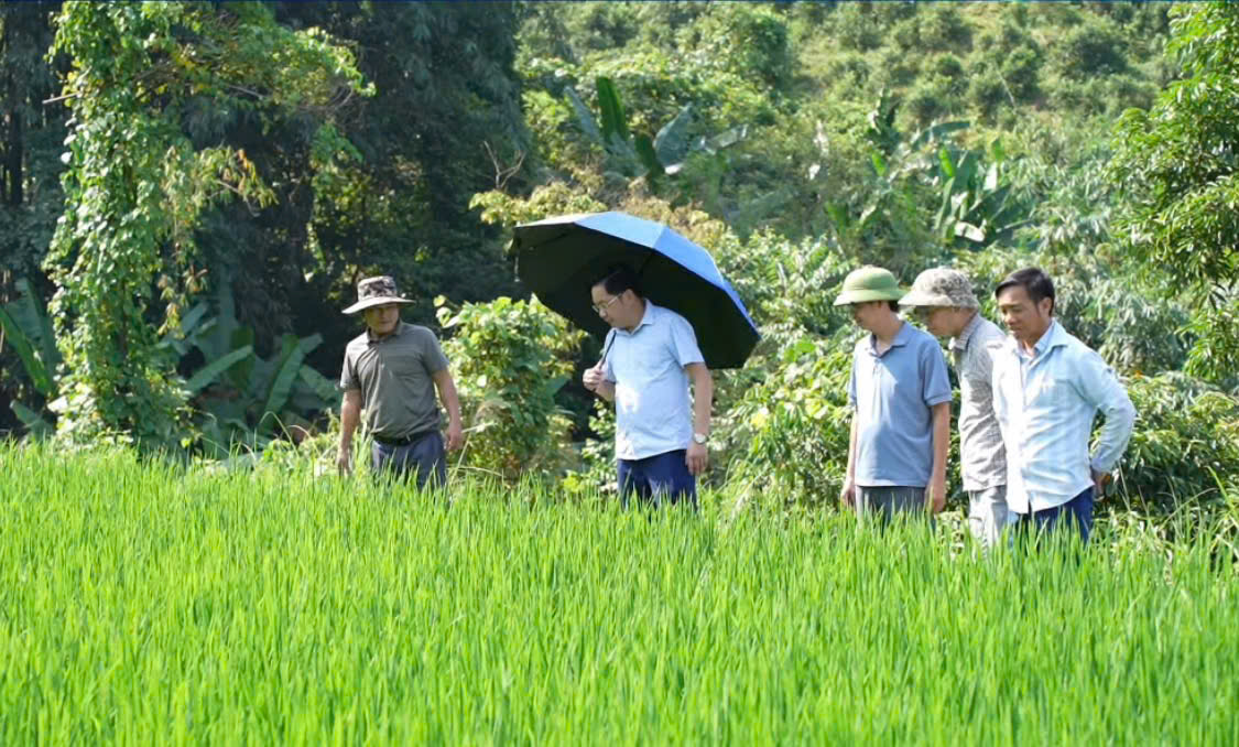 BÍ THƯ ĐẢNG ỦY, CHỦ TỊCH HĐND XÃ TÂN TRỊNH THĂM MÔ HÌNH CÁ CHÉP RUỘNG TẠI BẢN 4, THÔN NẶM KHẲM