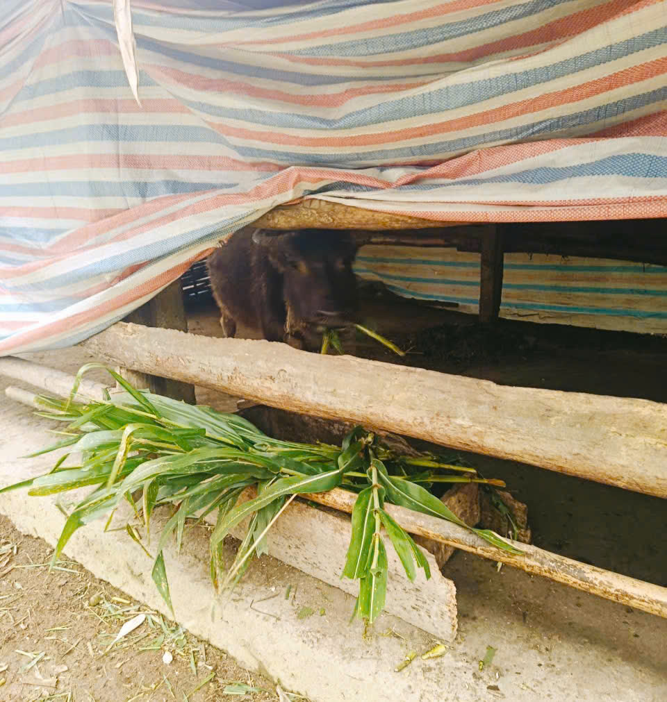 Bài tuyên truyền: Tăng cường các biện pháp phòng chống đói, rét cho vật nuôi trong mùa đông