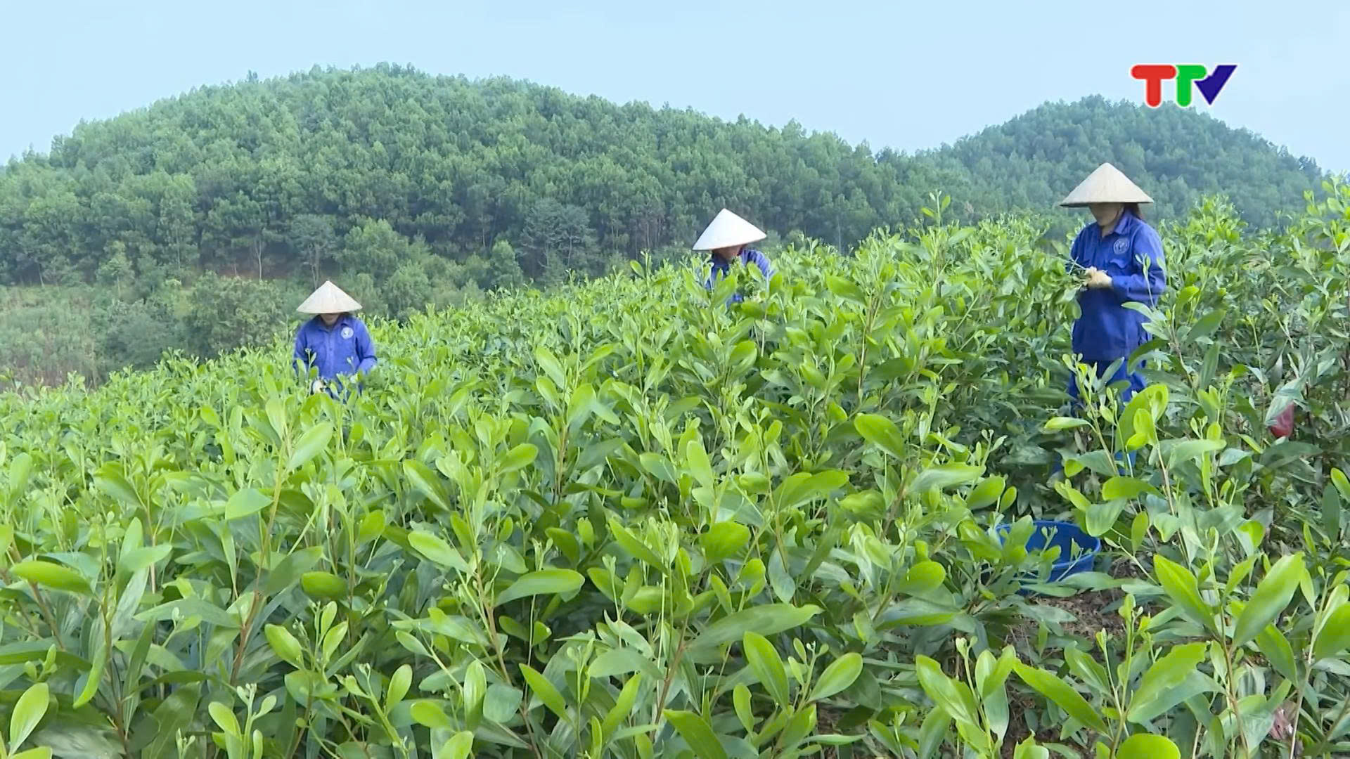 Hiệu quả từ trồng rừng liên doanh liên kết