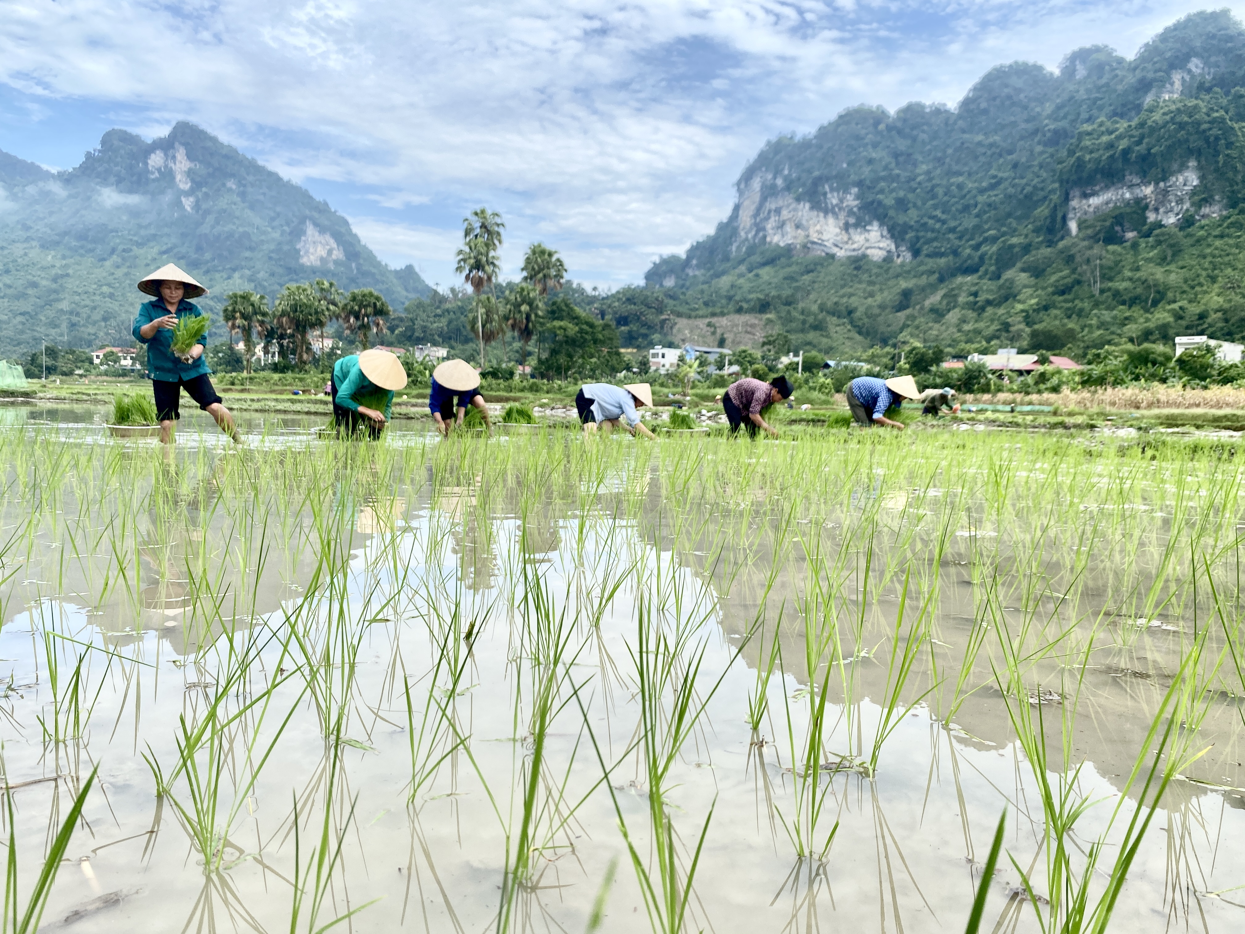 Xã Lâm Bình tập trung gieo cấy lúa vụ mùa
