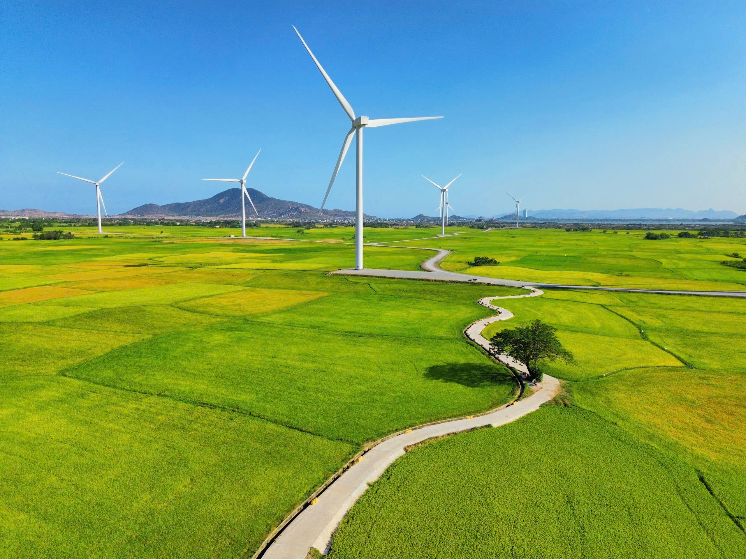 Vẻ đẹp của 'cây cô đơn' giữa cánh đồng điện gió Đầm Nại