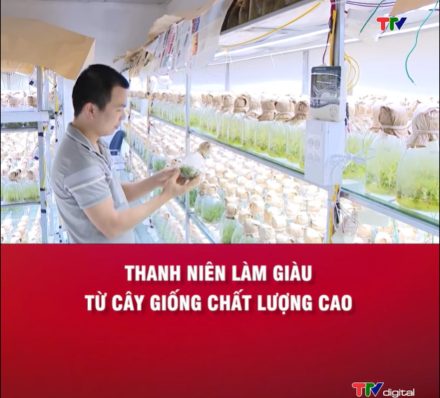 Tuổi trẻ thanh niên Nhữ Khê - Làm giàu từ cây giống chất lượng cao.