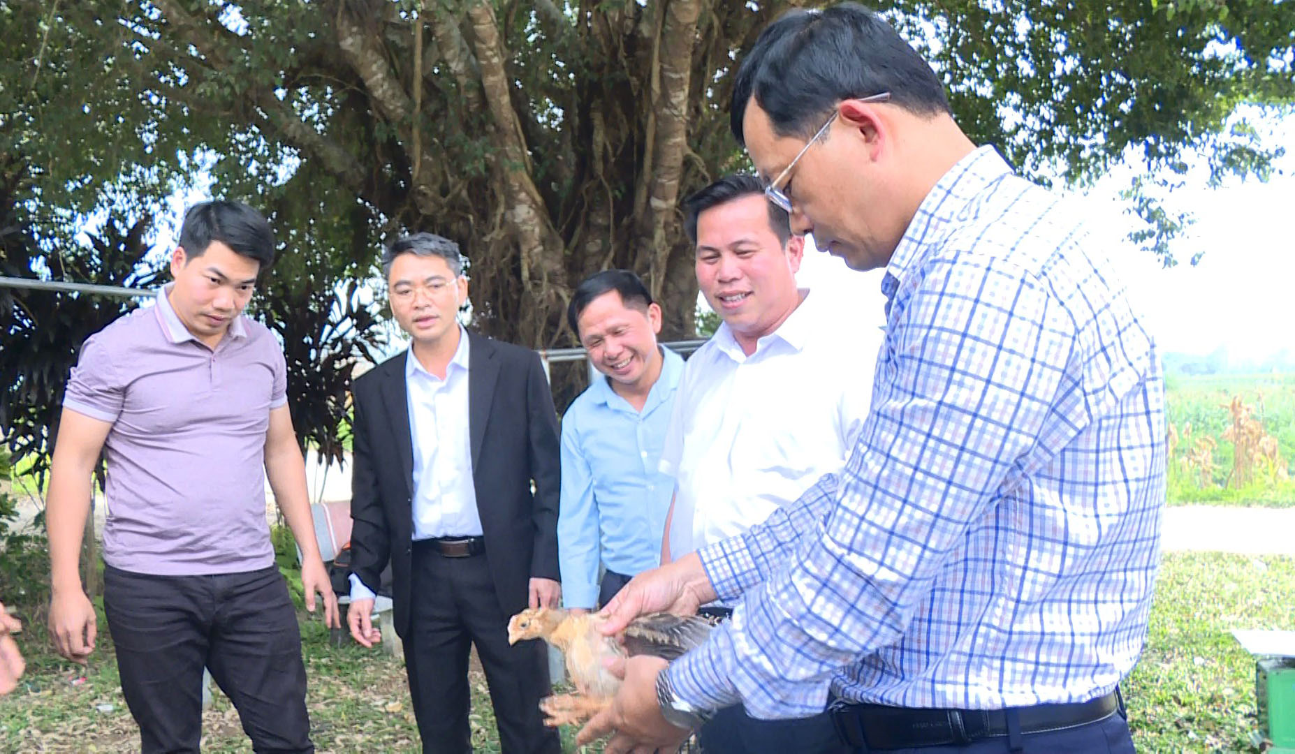 Triển khai Dự án hỗ trợ phát triển sản xuất cộng đồng nuôi gà thương phẩm 