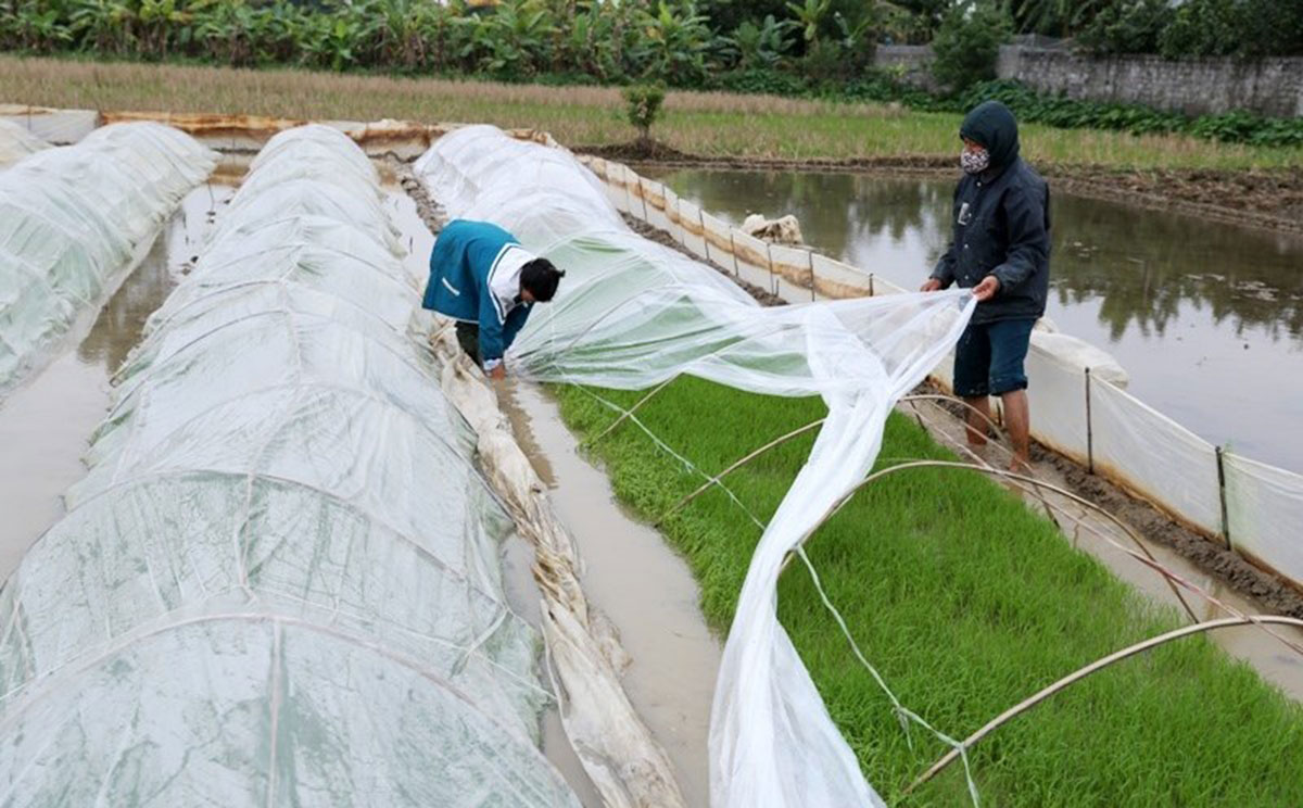 Chủ động phòng, chống rét đậm, rét hại cho cây trồng vụ đông xuân năm 2026