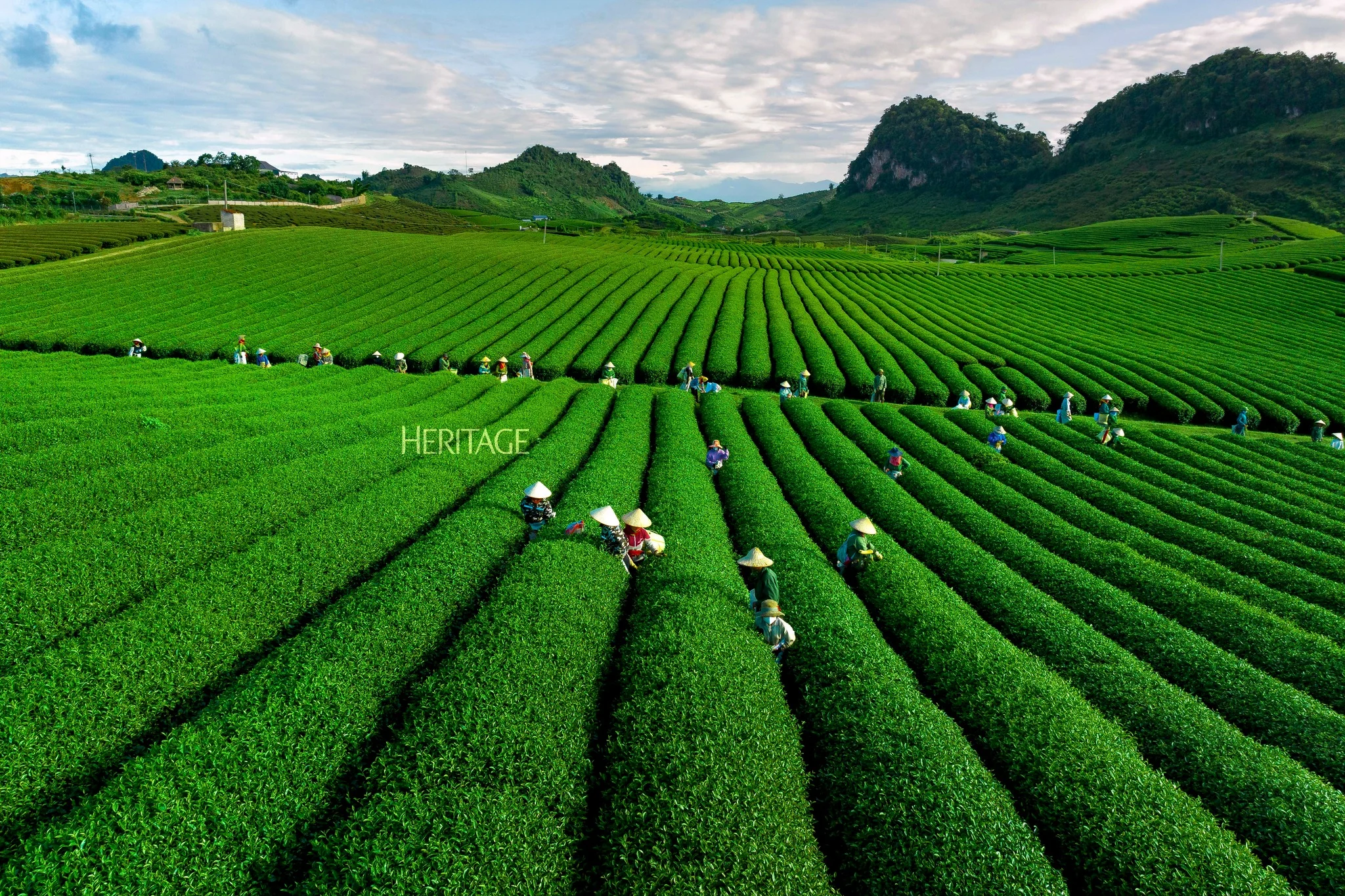 Em ơi! Mộc Châu mùa này đẹp lắm...