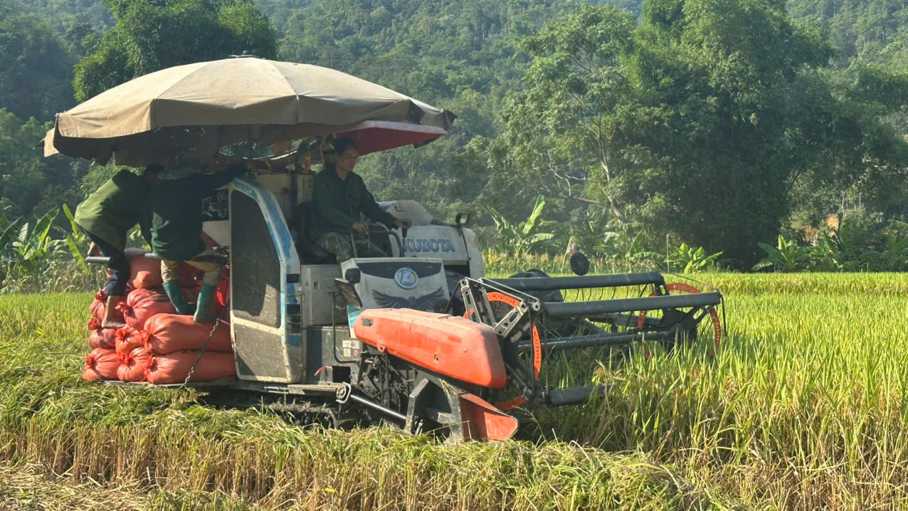 gặt 14.jpg