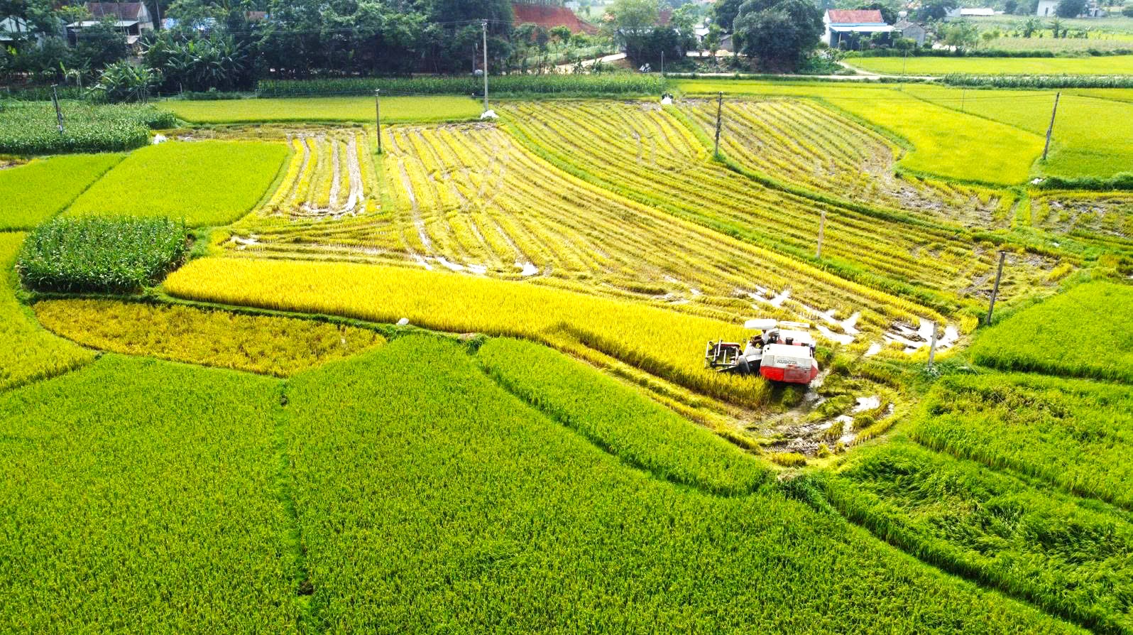 Tân Thanh bước vào thu hoạch lúa vụ Xuân năm 2026 