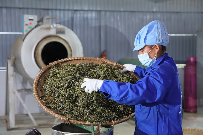 Đẩy mạnh bảo tồn và khai thác hiệu quả giá trị quần thể chè Shan tuyết cổ thụ