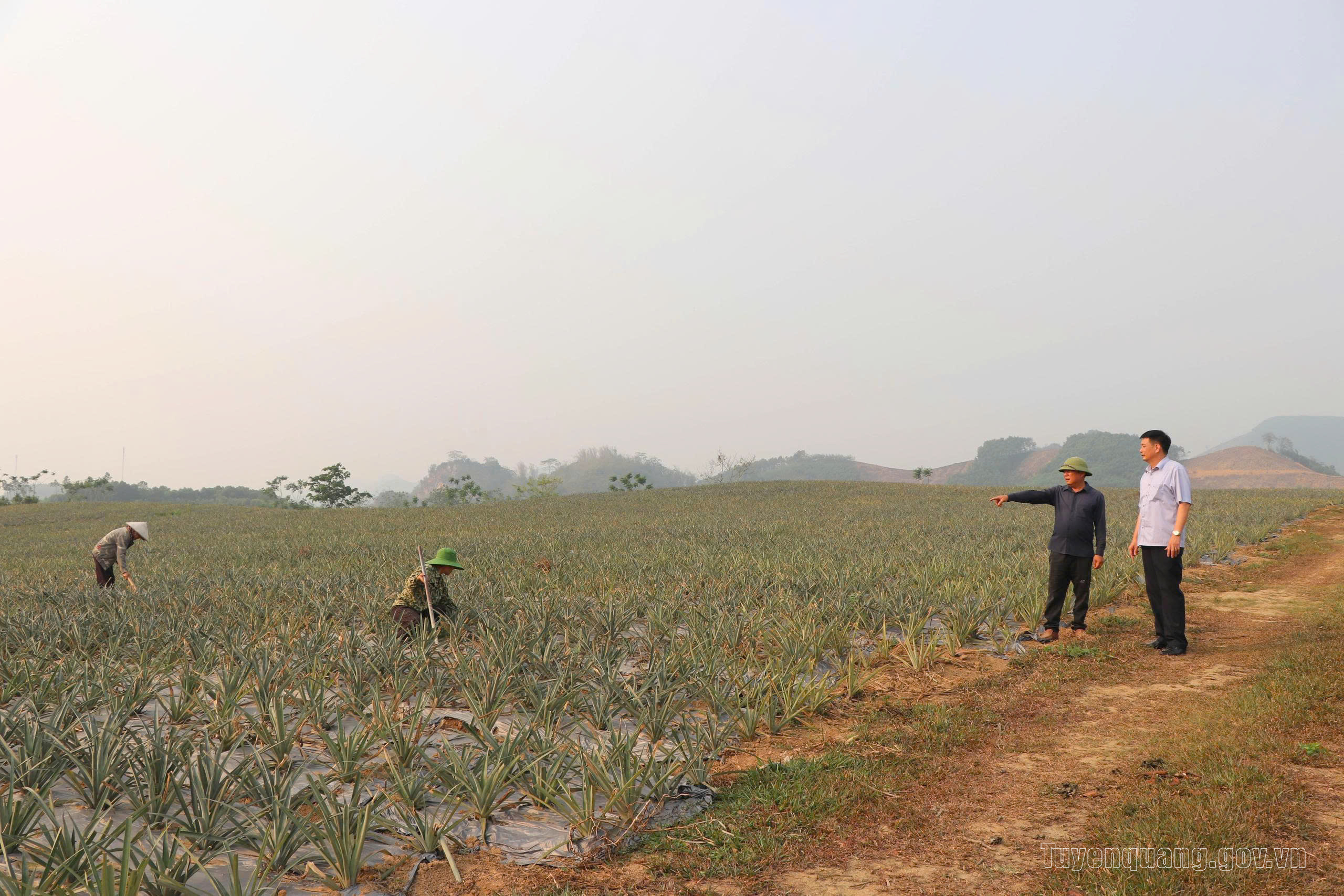 Chuyển đổi cây trồng, nâng cao giá trị sản xuất nông nghiệp ở Sơn Dương