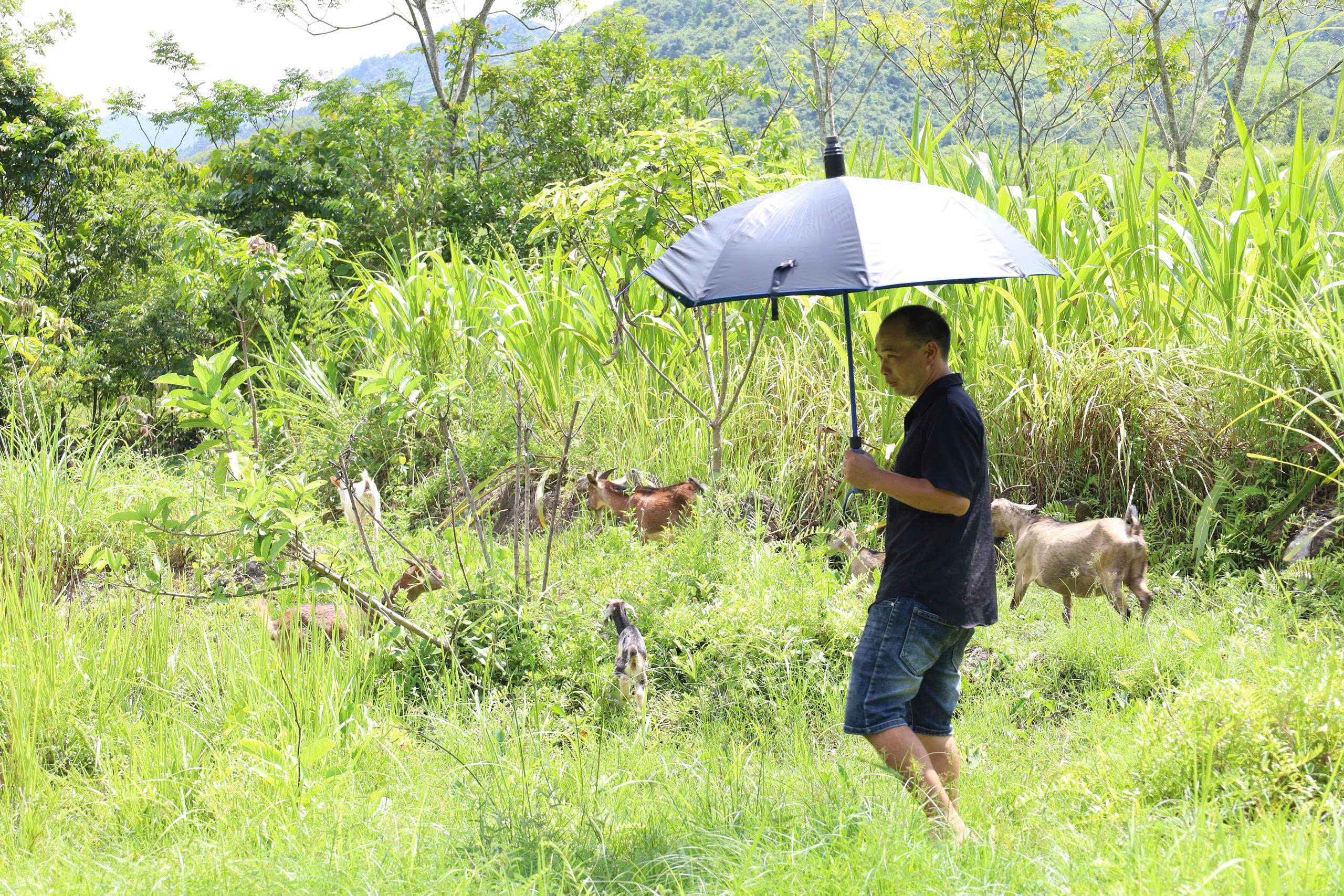 HỘI VIÊN HỘI NÔNG DÂN THOÁT NGHÈO TỪ MÔ HÌNH NUÔI DÊ SINH SẢN Ở THÔN SANG PHÀNG, XÃ LÙNG TÁM