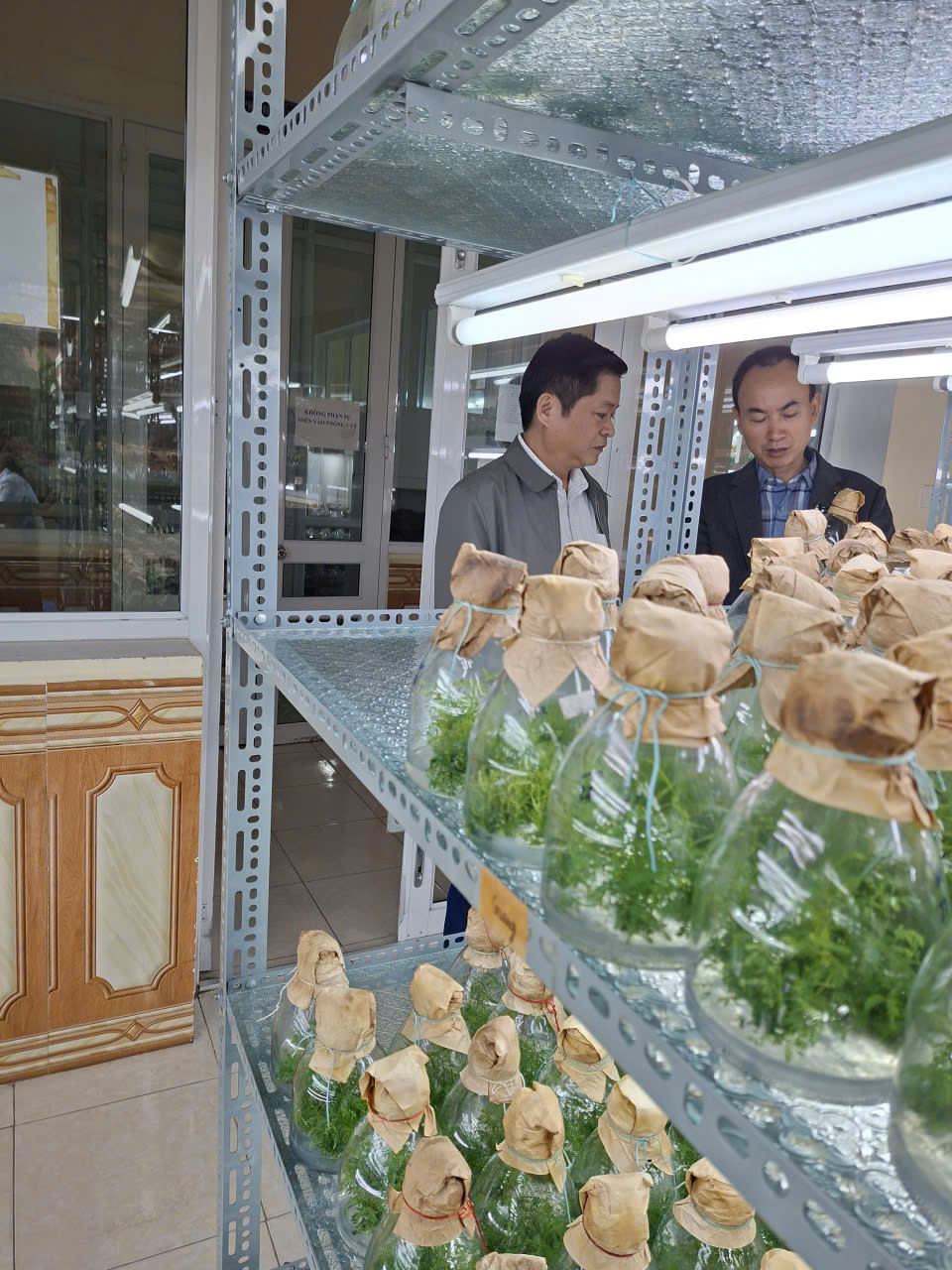 Liên kết mua cây keo giống chất lượng cao giúp nông dân phát triển kinh tế rừng