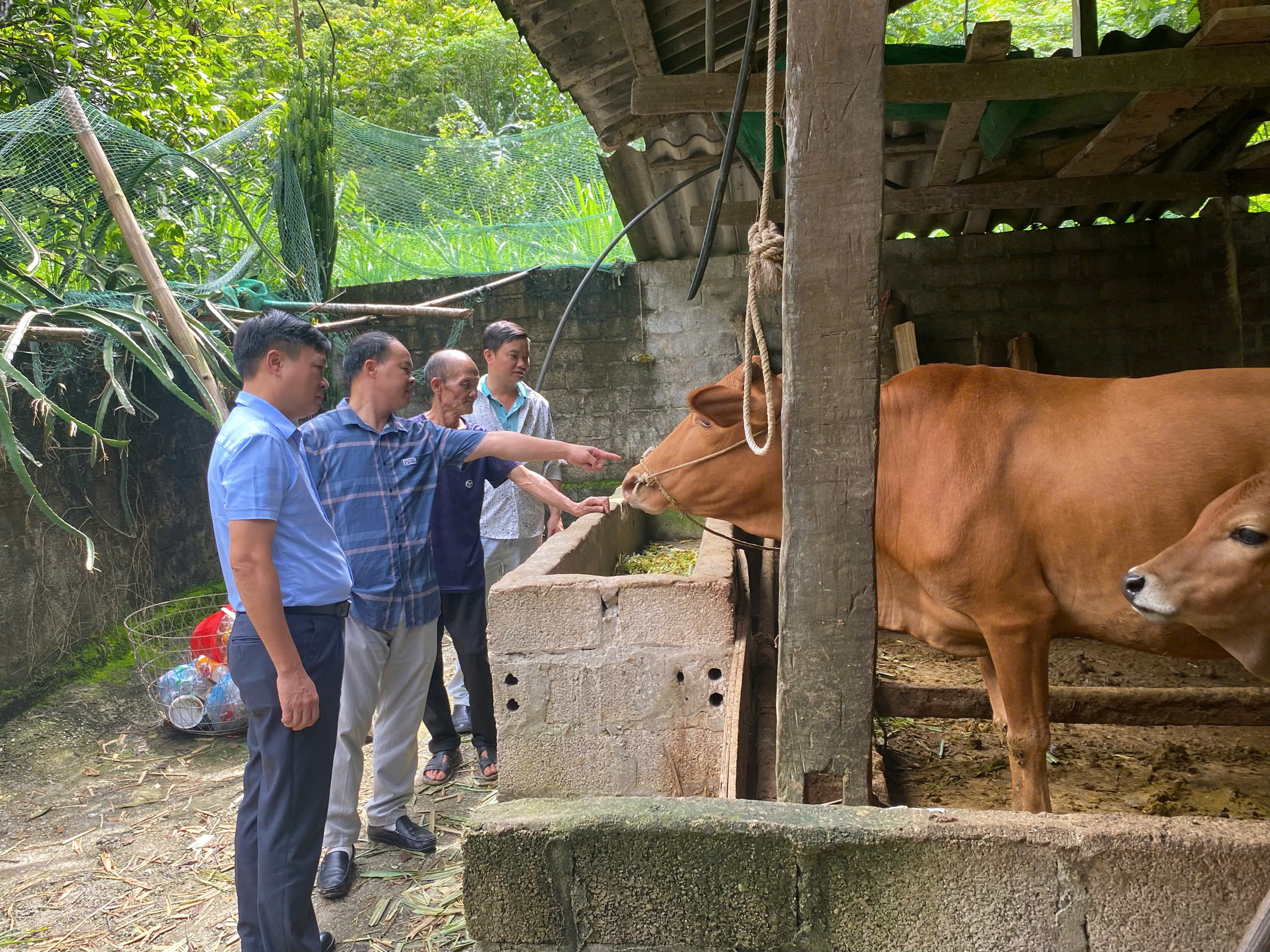 LÃNH ĐẠO XÃ CÁN TỶ KIỂM TRA CÔNG TÁC PHÒNG, CHỐNG BỆNH VIÊM DA NỔI CỤC TRÊN ĐÀN BÒ