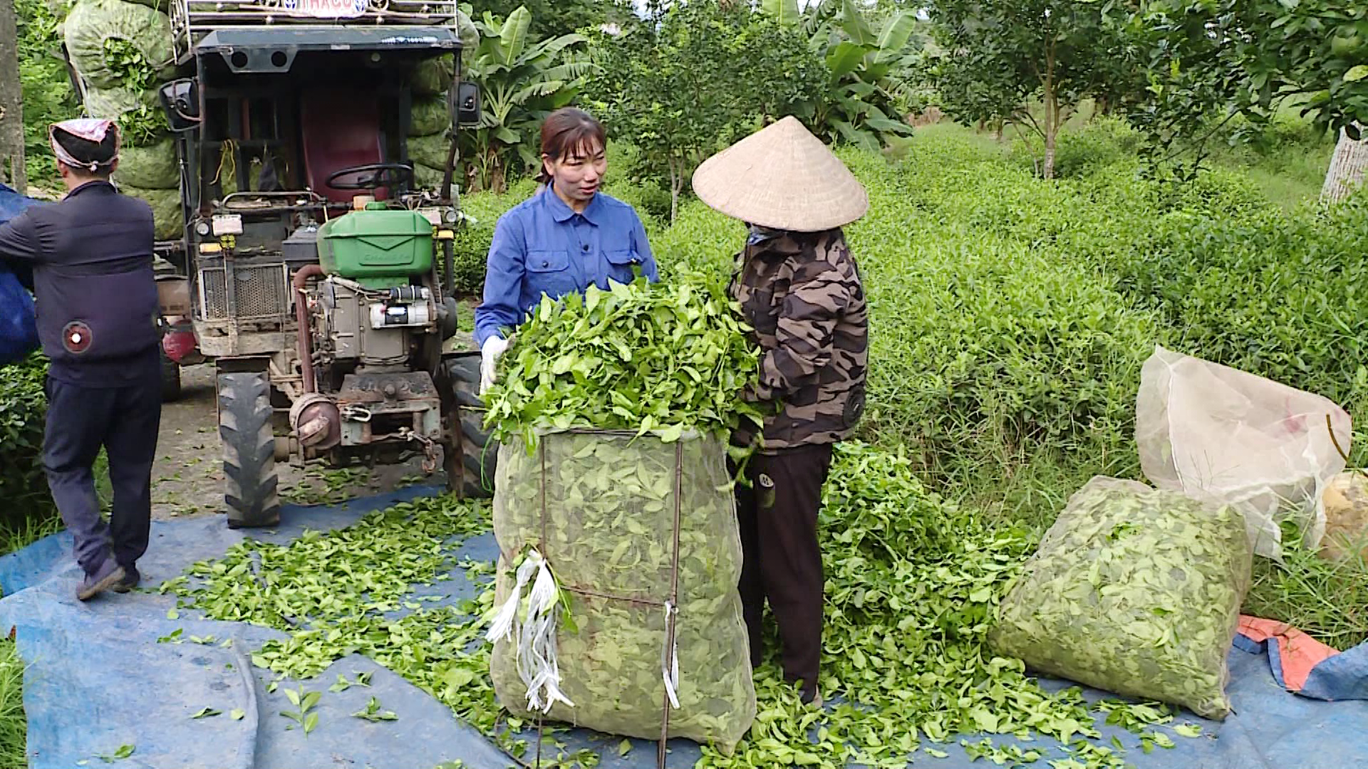Hội nông dân phường Mỹ Lâm thi đua sản xuất kinh doanh giỏi