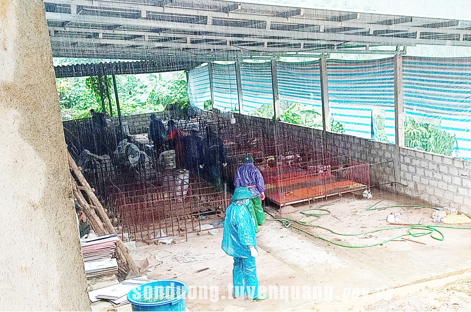Sơn Dương được cấp 1.290kg vôi bột, hóa chất khử trùng cho các hộ chăn nuôi