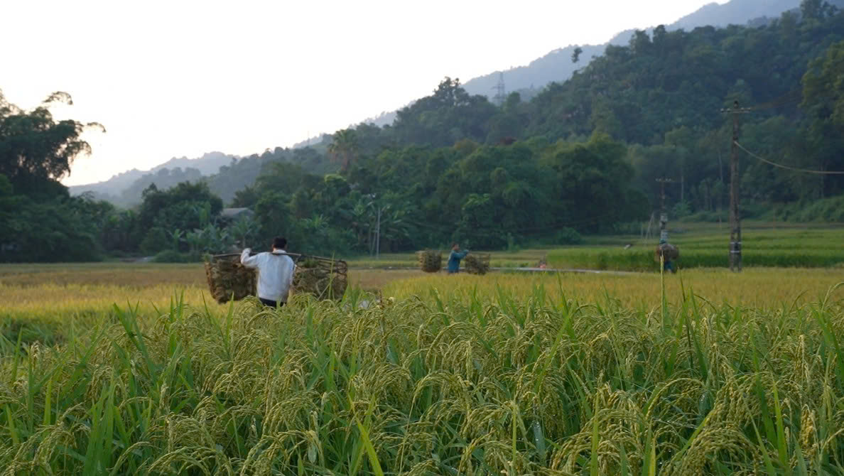 Bà con nông dân Tân Trịnh tích cực thu hoạch lúa vụ hè thu