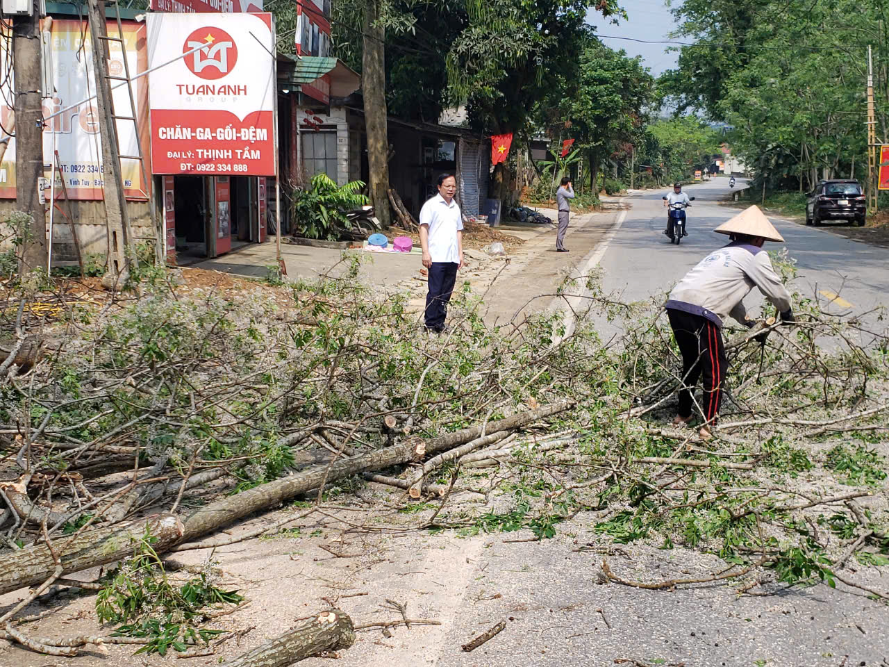 Tỉa xoan đổ.jpg