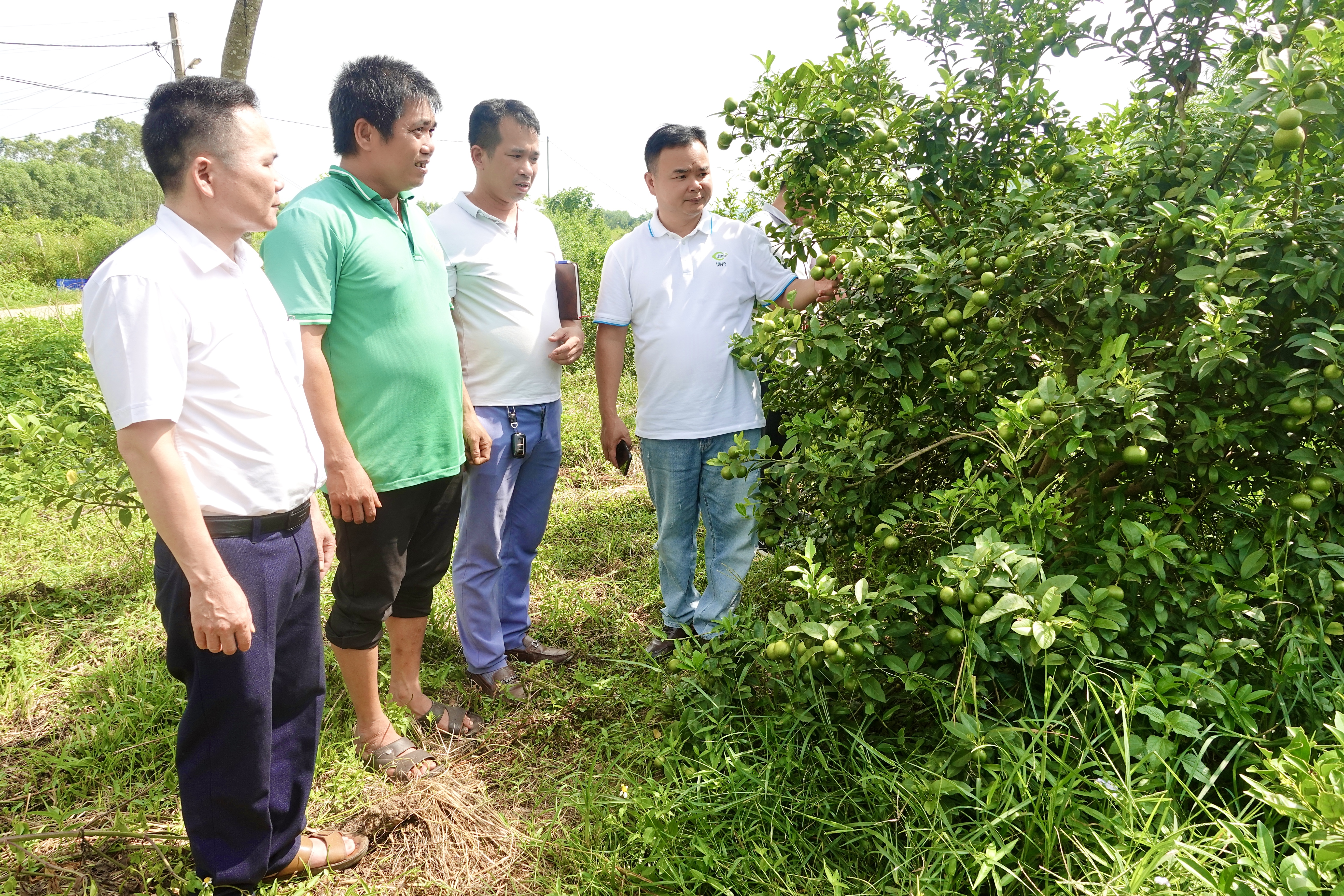 KHẢO SÁT TIỀM NĂNG HỢP TÁC PHÁT TRIỂN VÙNG NGUYÊN LIỆU CHANH PHỤC VỤ CHẾ BIẾN VÀ XUẤT KHẨU