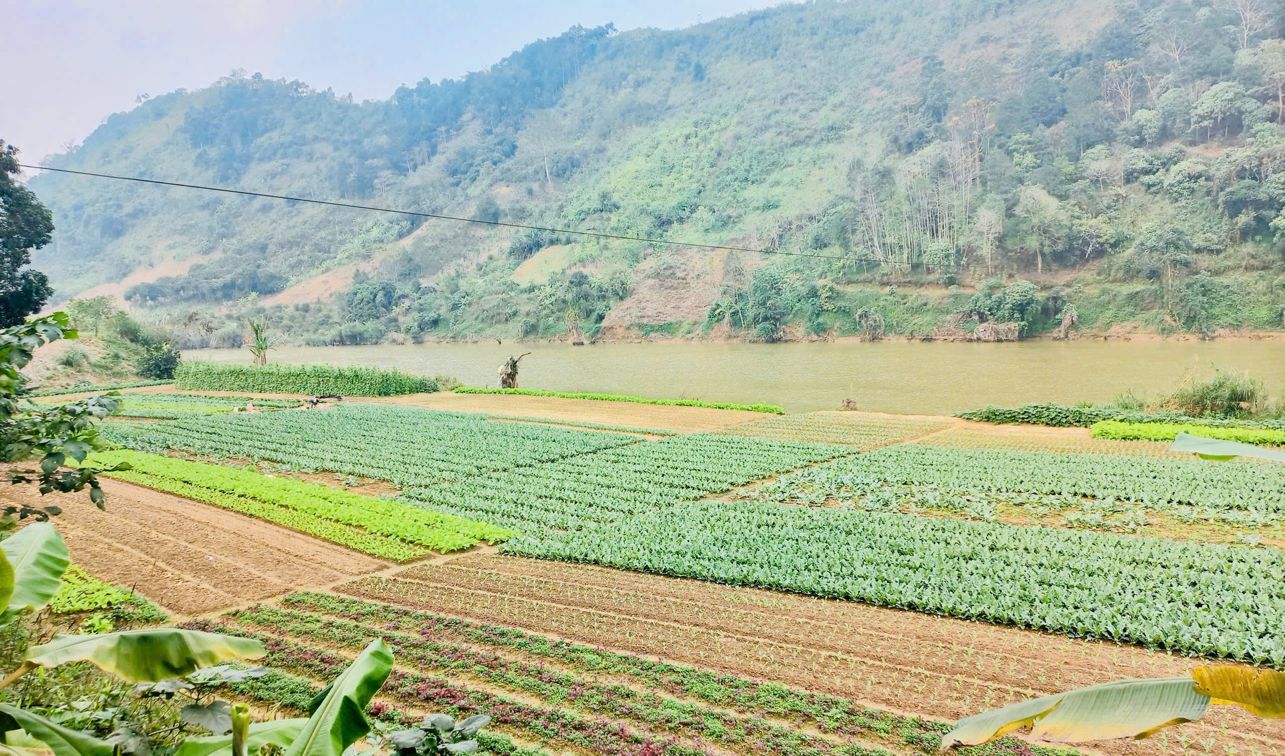 Người dân thôn Tân Đức tích cực sản xuất cây trồng vụ đông