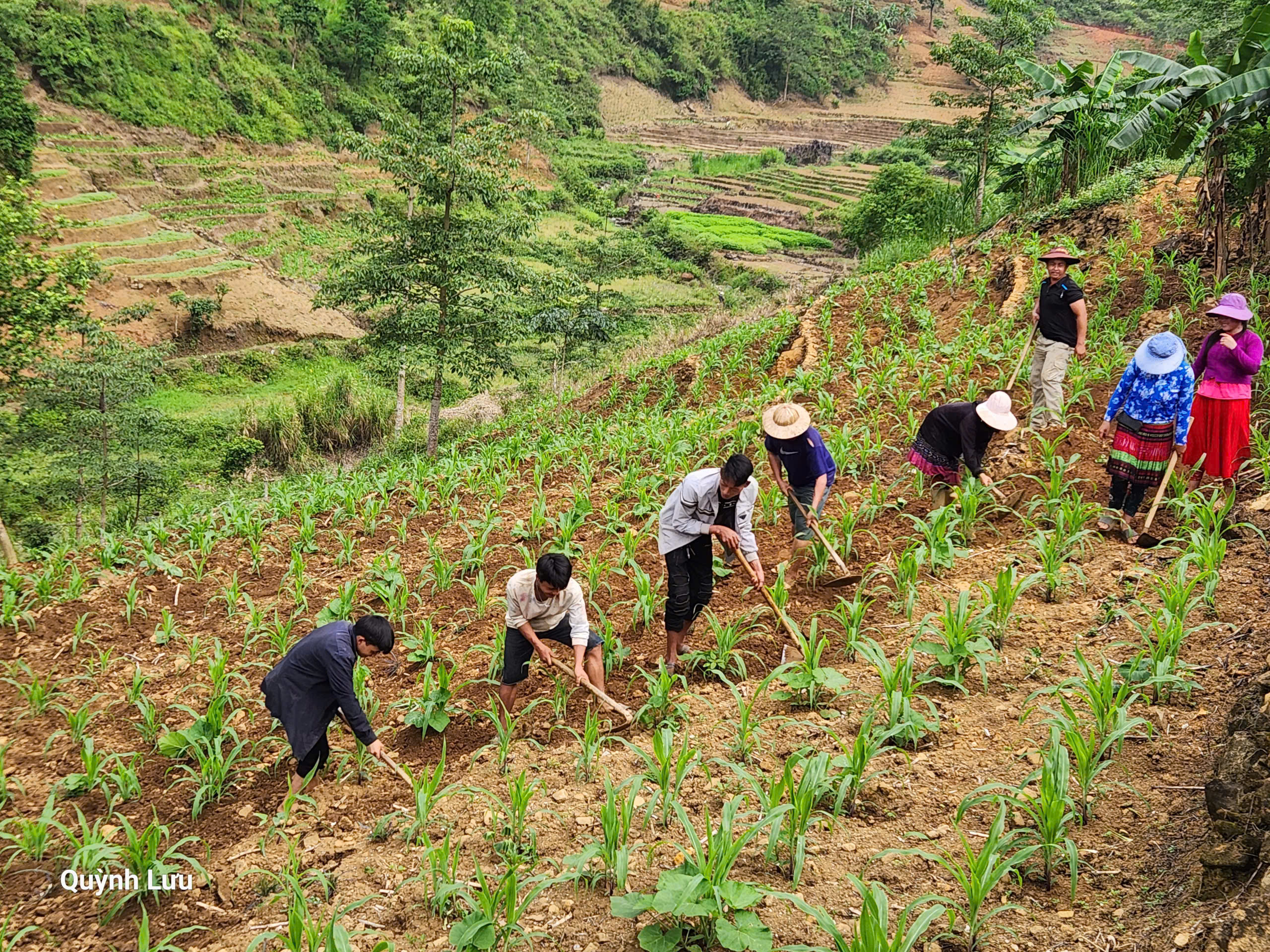Người dân xã Tát Ngà tích cực chăm sóc ngô vụ Xuân Hè